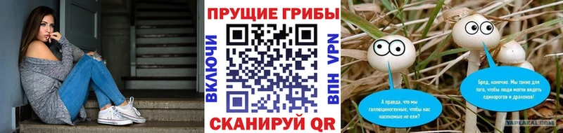 Галлюциногенные грибы Psilocybe Тбилисская